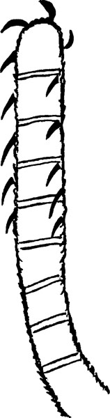 Нава-басиго — «веревочная лестница»